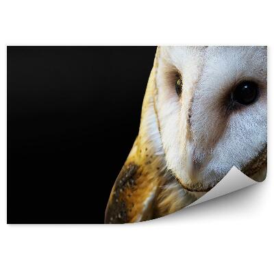 Fototapeta na stenu Sova dlhochvostá na čiernom pozadí