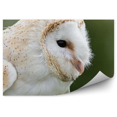 Fototapeta Sova dlhochvostá na prírodnom pozadí