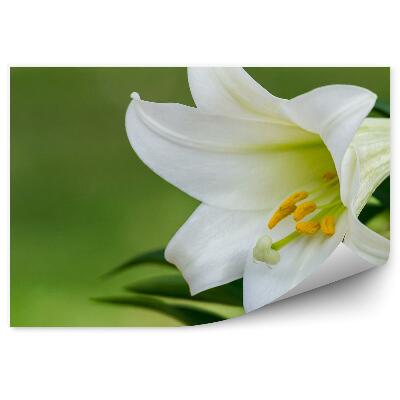 Fototapeta Biela Ľalia Zelené Pozadie