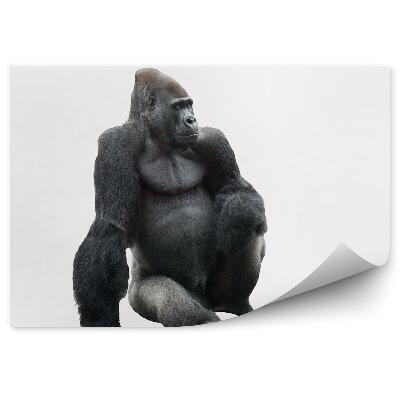 Fototapeta Sediaca gorila na bielom pozadí