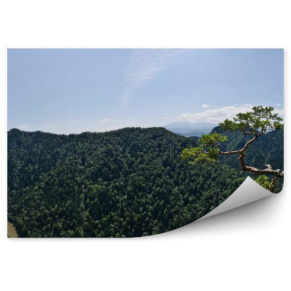 Fototapeta Sokolica vrch pieniny borovica dunajec panoráma