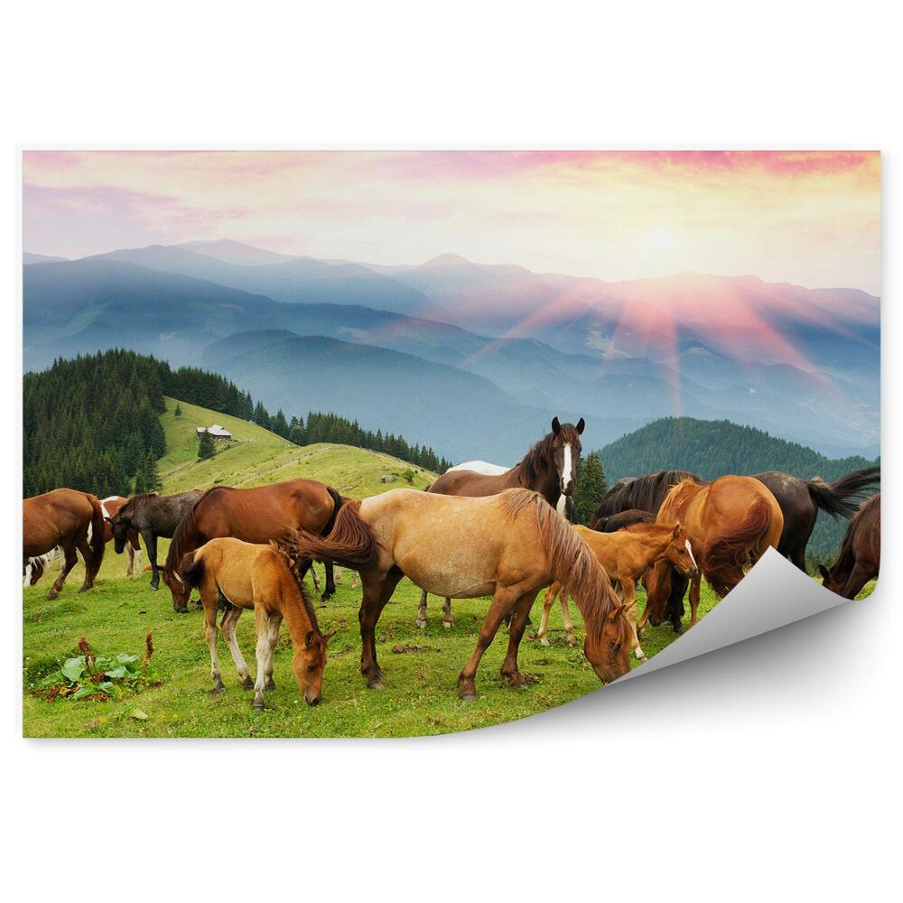 Fototapeta na stenu Kôň tráva hory mraky západ slnka stromy ihličnaté karpaty