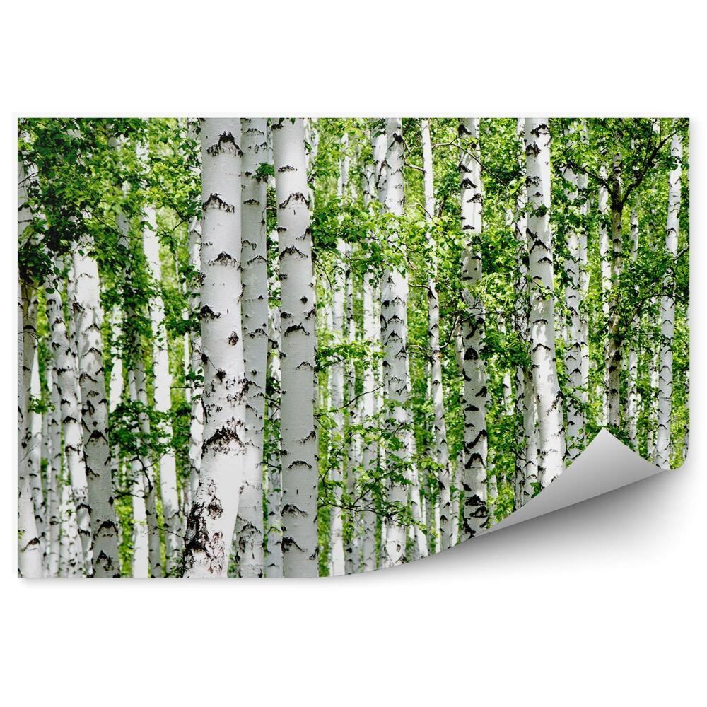 Fototapeta Brezový les