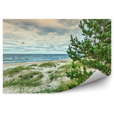 Fototapeta na stenu Krajina ihličnaté stromy draci oceán more obloha tráva západ slnka