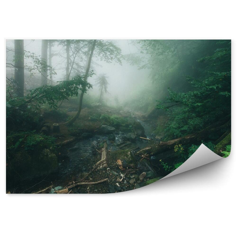 Fototapeta na stenu Mlžný borovicový les paprade
