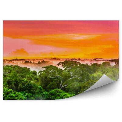 Fototapeta Tropický les farebná obloha