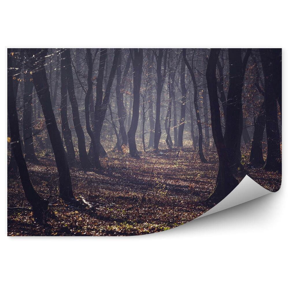 Fototapeta Hmlistý les jeseň