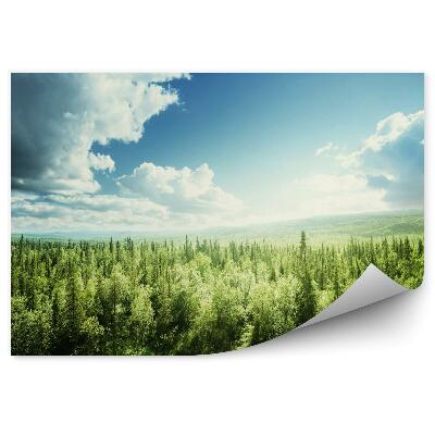 Fototapeta na stenu Les počas slnečného dňa