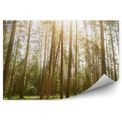 Fototapeta Divoká vegetácia les príroda svetlo