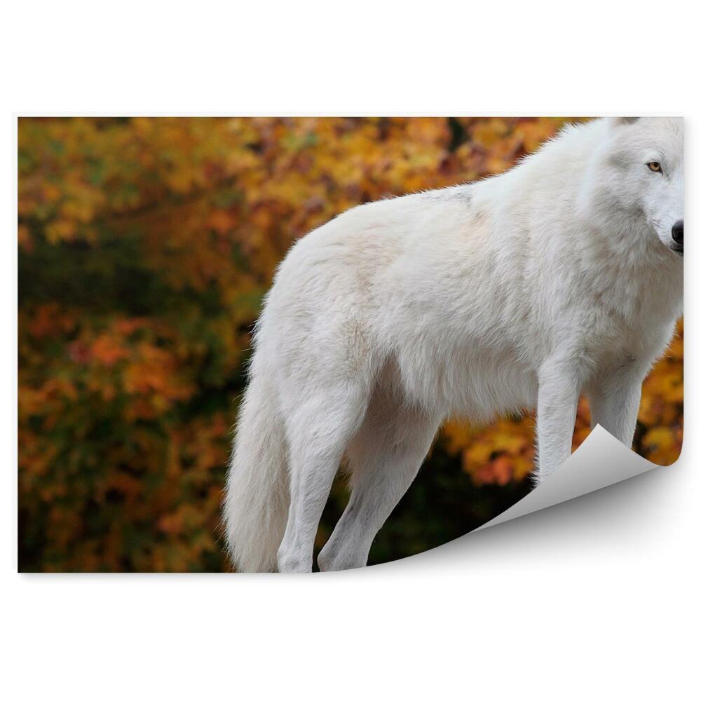Fototapeta Arktický vlk biely jesenný les kameň