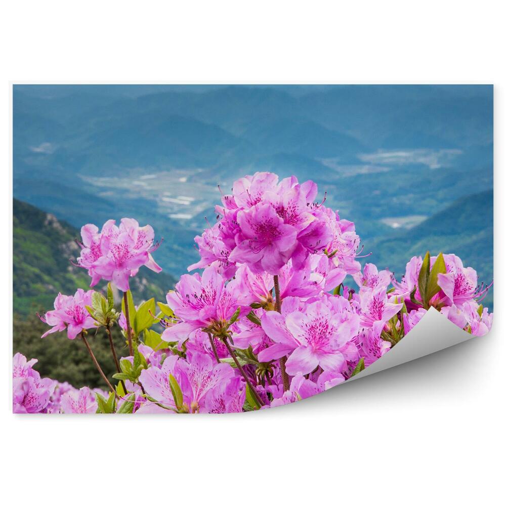 Fototapeta Kvet Rododendronu V Horskej Krajine