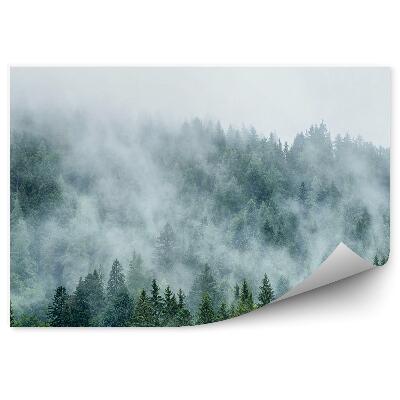 Fototapeta Ihličnatý Les Hmla Obloha Rakúsko