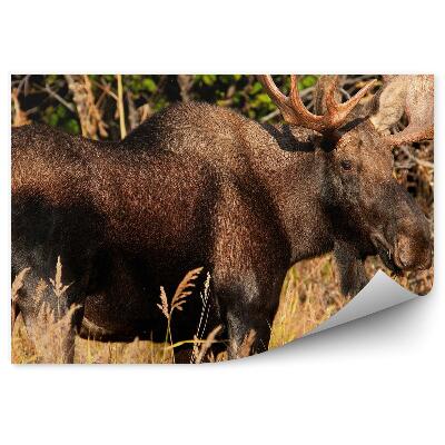 Fototapeta Samec losa na lúke