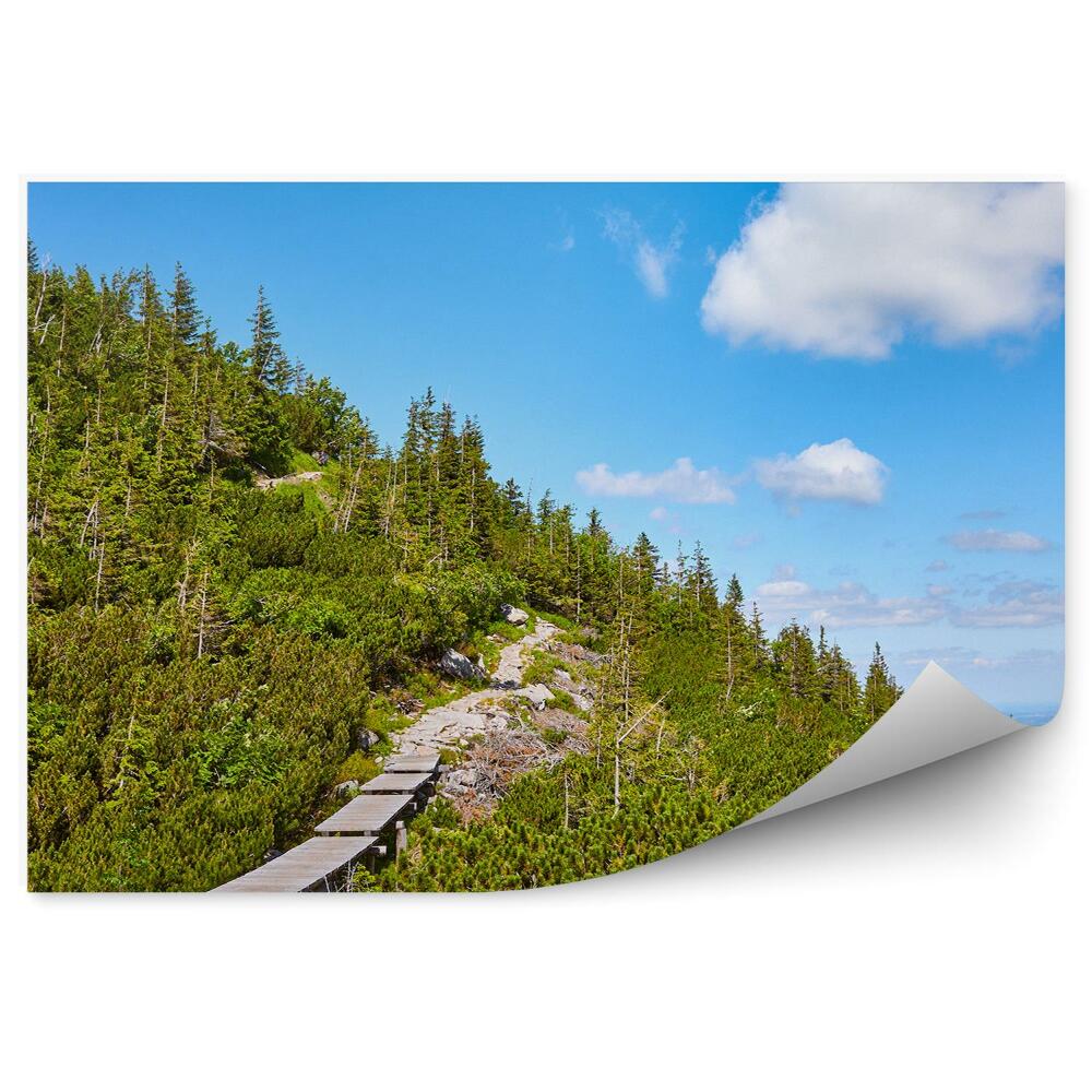 Fototapeta Drevená lávka na horskej lesnej ceste