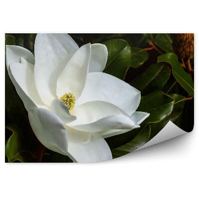 Fototapeta Biele Kvety Magnólie Zelené Listy Púčiky Čierne Pozadie