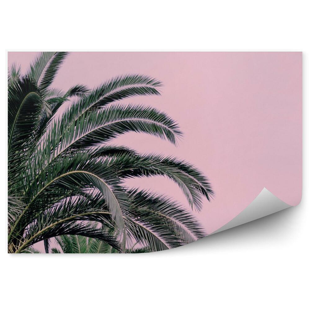 Fototapeta Palma na ružovom pozadí