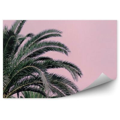Fototapeta Palma na ružovom pozadí