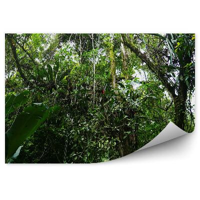 Fototapeta Mexiko Džungľa Vegetácia Zelená