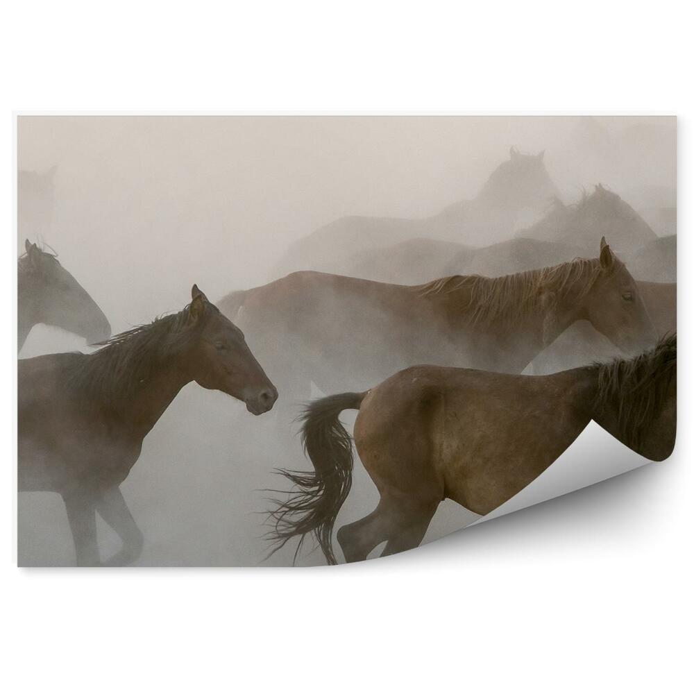Fototapeta Stádo hnedých koní dym hmla