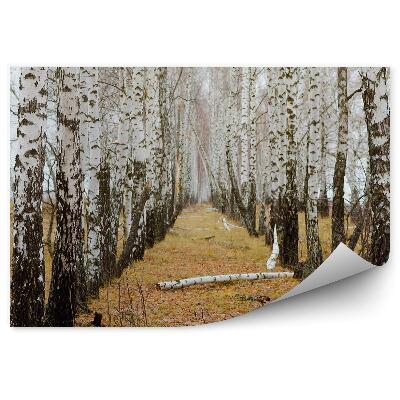 Fototapeta na stenu Jesenný brezový les