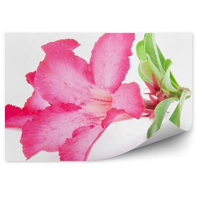 Fototapeta Kvet Azalky Na Bielom Pozadí