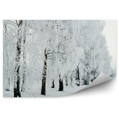 Fototapeta Brezový les zimný sneh