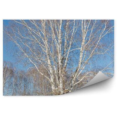 Fototapeta Zimný brezový les