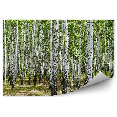 Fototapeta Brezový les tráva