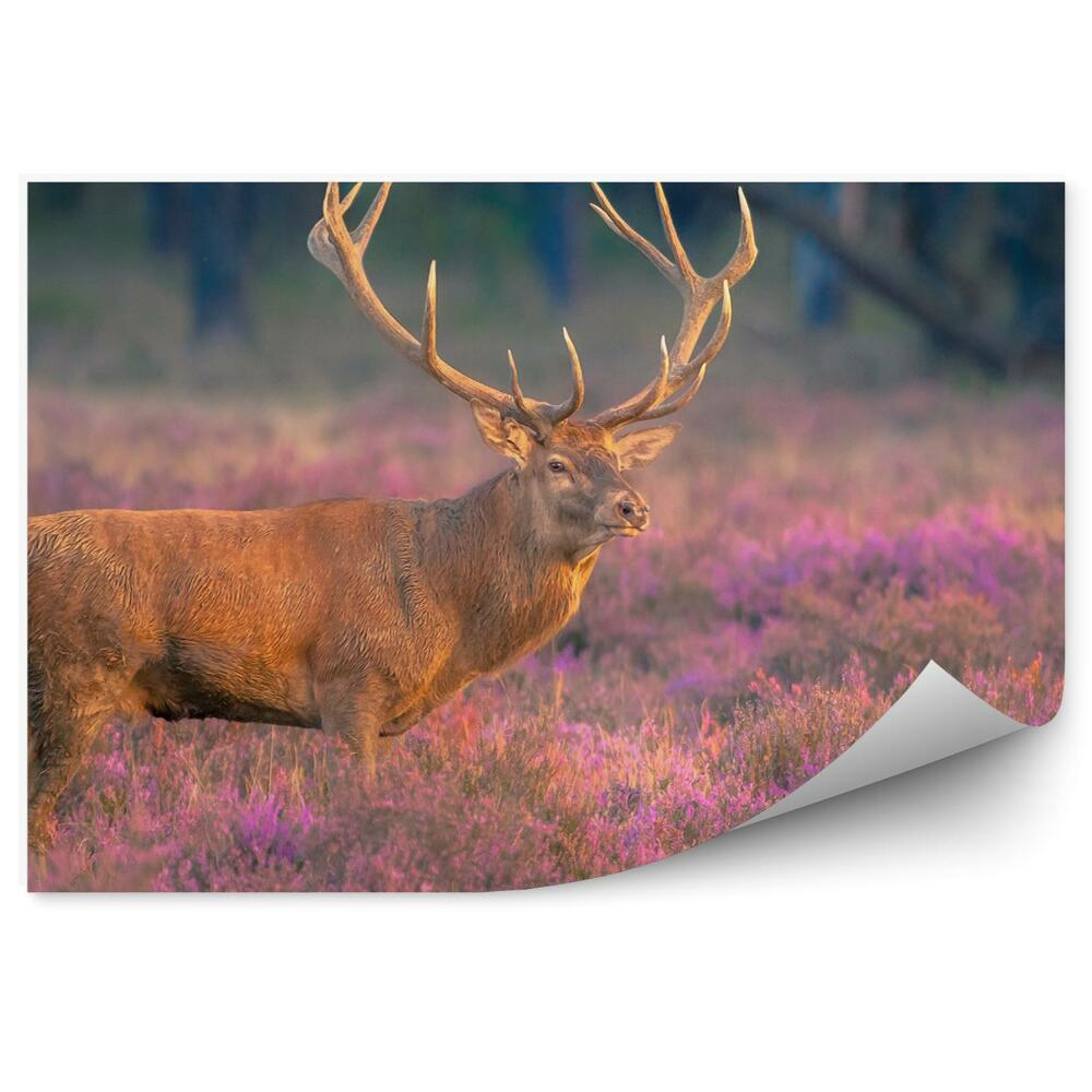 Fototapeta na stenu Samec jeleňa na vresovisku