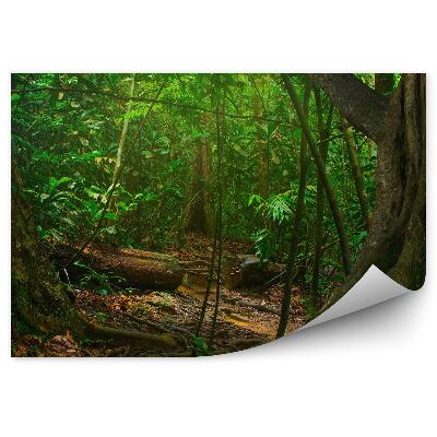 Fototapeta na stenu Zelené korene tropického lesa