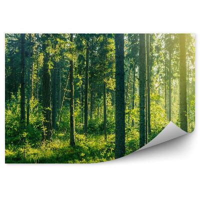 Fototapeta Pohľad na borovicový les