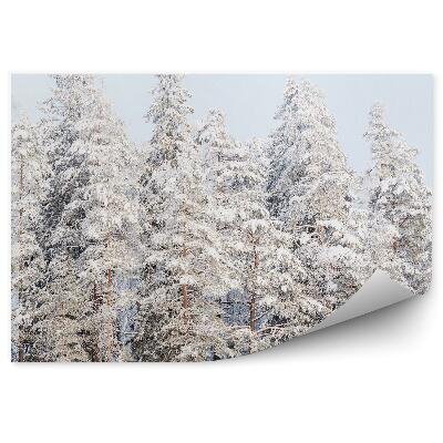 Fototapeta Zimný les