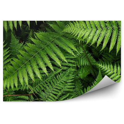 Fototapeta Listy papradia zelená vegetácia príroda