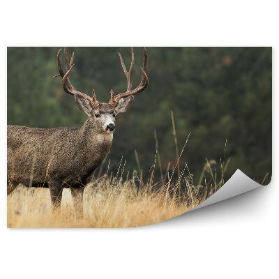 Fototapeta Jeleň medzi trávami na pozadí lesa