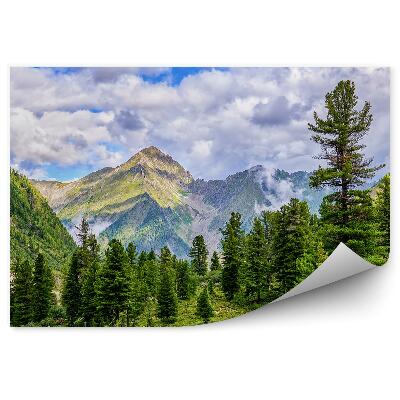 Fototapeta na stenu Borovicový les tráva hory mraky obloha