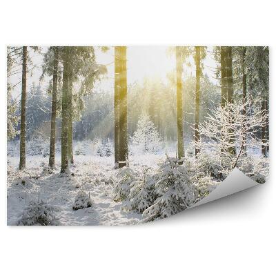 Fototapeta na stenu Zimný les