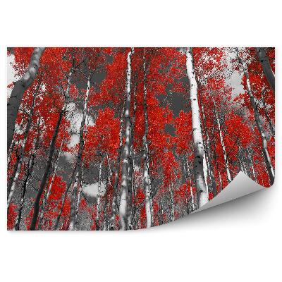 Fototapeta na stenu Farebné červené brezové topole v lese