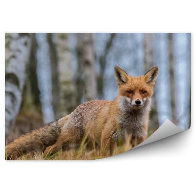 Fototapeta na stenu líška brezový les tráva