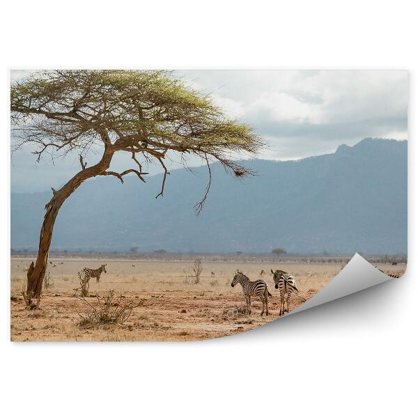 Fototapeta Zebra savana Afrika obloha hory