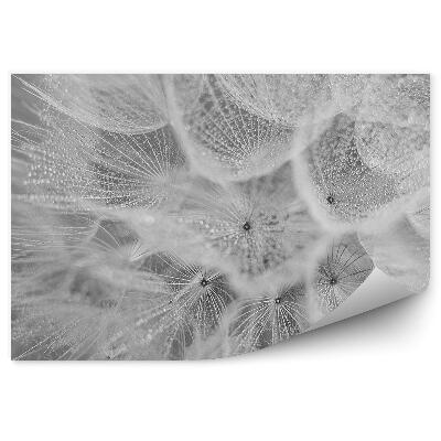 Fototapeta na stenu Púpava Rosička