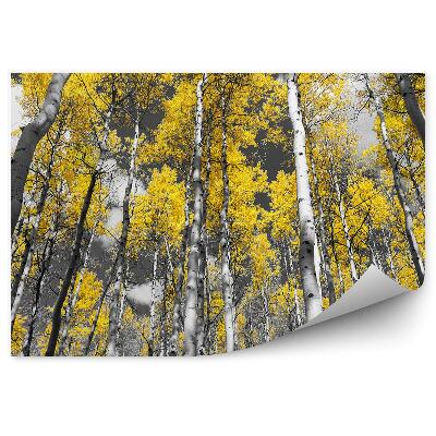 Fototapeta Farebná fotografia lesa brezových topoľov