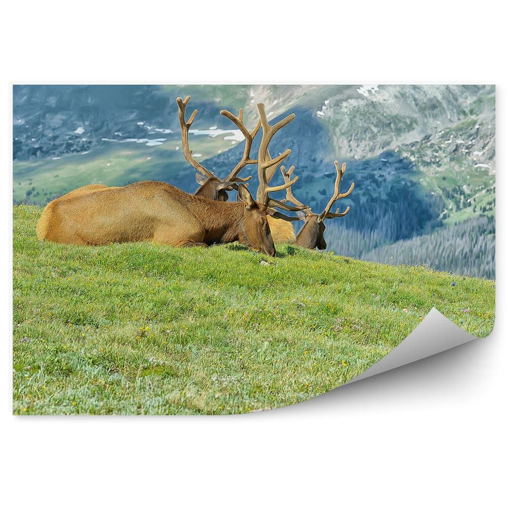 Fototapeta Stádo zvierat odpočinok hory čistenie trávy