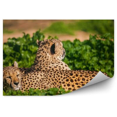 Fototapeta Dvaja odpočívajúci gepardi