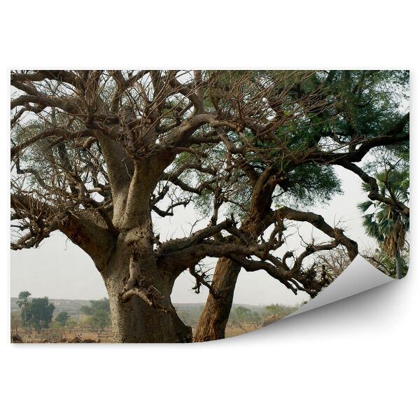 Fototapeta na stenu Stromy Rastliny Príroda Savana Afrika