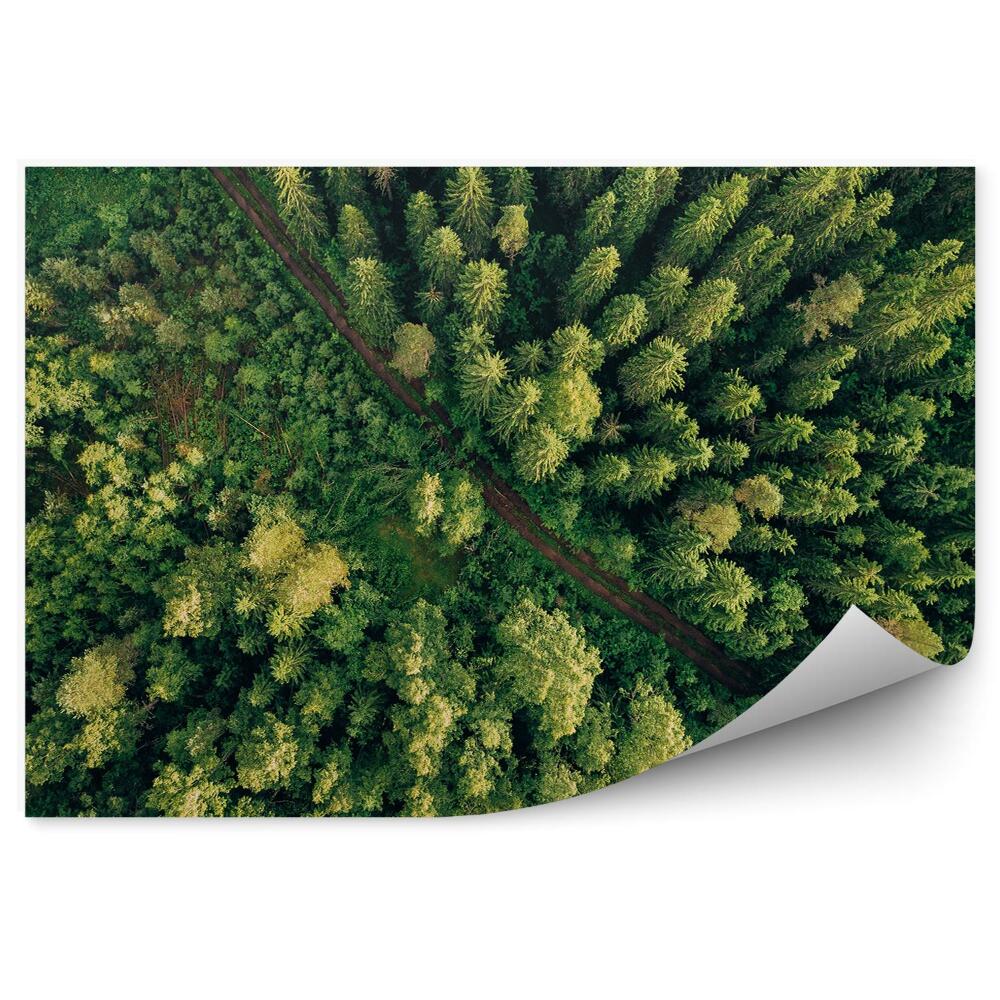 Fototapeta Zelené stromy pohľad z vtáčej perspektívy