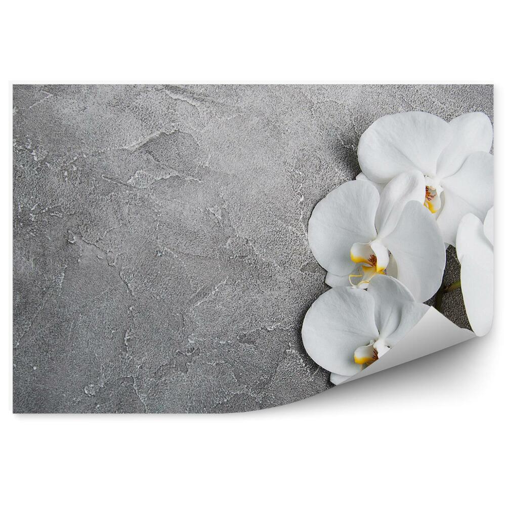 Fototapeta na stenu Betónová Biela Orchidea