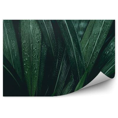 Fototapeta na stenu Tmavozelené listy kvapky vody