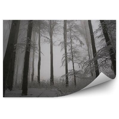 Fototapeta na stenu Zimný les