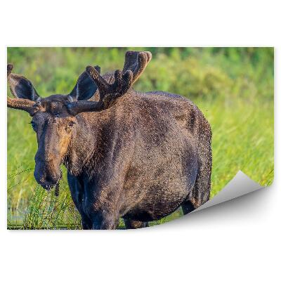 Fototapeta Los brodiaci sa vo vode