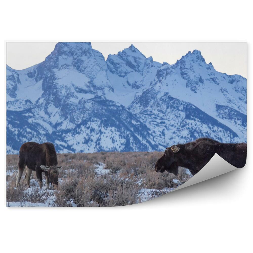 Fototapeta na stenu Los na horskej lúke